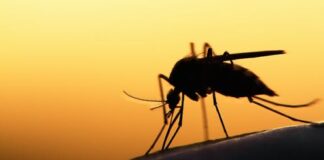 Malaria