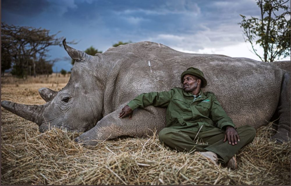 rhino