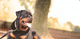 A guard dog. Photo by Matthias Zomer from Pexels