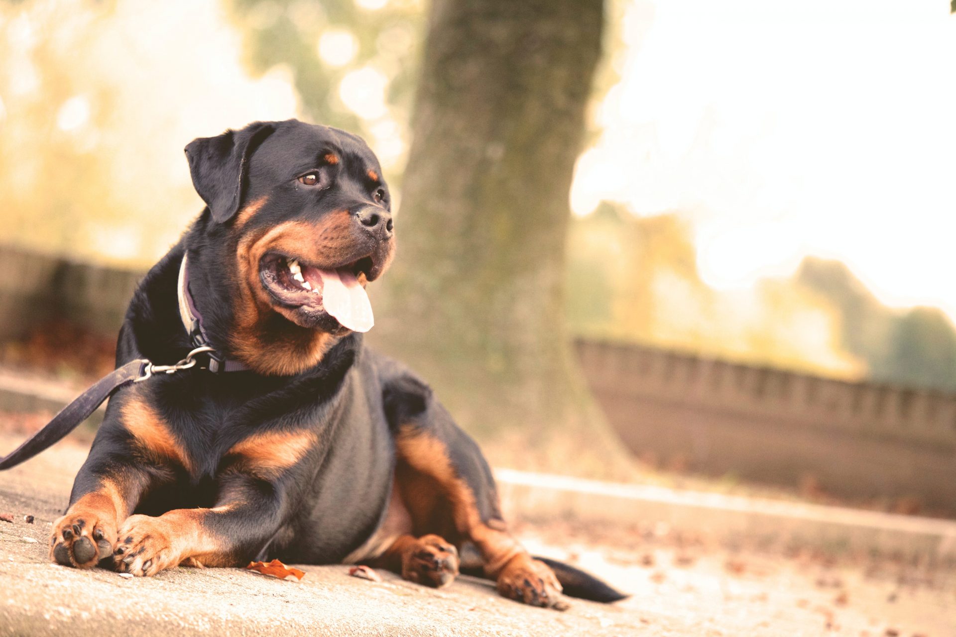 A guard dog. Photo by Matthias Zomer from Pexels