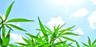 Cannabis expo