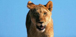Lion on the loose
