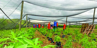 Cannabis business in Africa growing