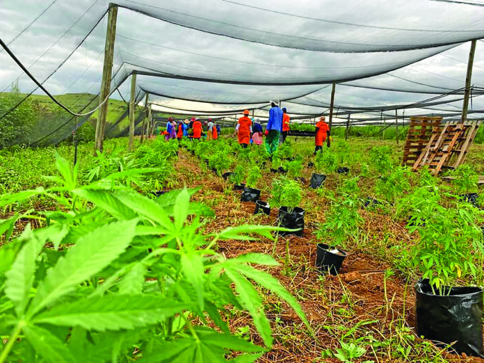 Cannabis business in Africa growing