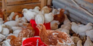 Avian influenza