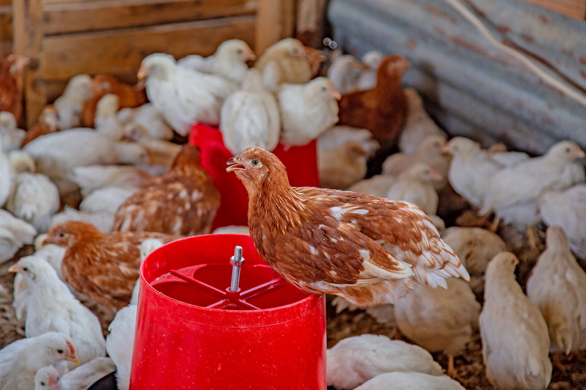 Avian influenza