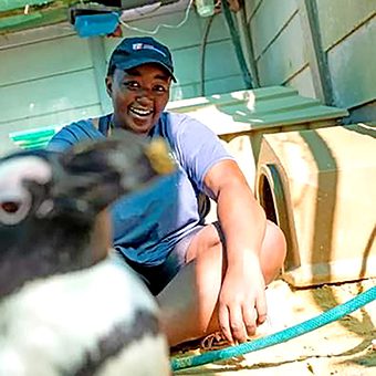 Qoma bats for African penguin