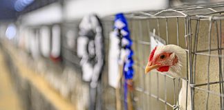 Poultry industry investigation