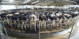 Karan Beef moves to stop spread of foot-and-mouth outbreak