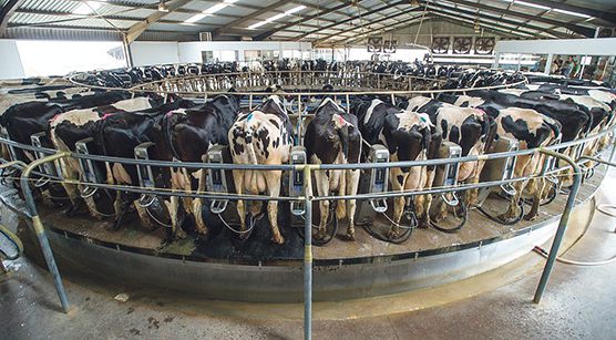 Karan Beef moves to stop spread of foot-and-mouth outbreak