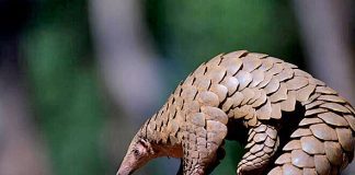 Undocumented immigrant jailed for trying to sell a live pangolin
