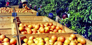 Mega rehires fired workers