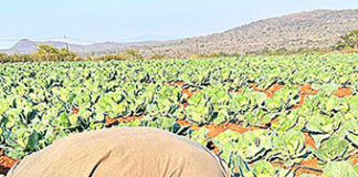 Netwoking helped small-scale farmer get into the big time