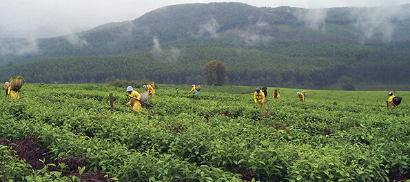 Expanding South Africa's agricultural exports