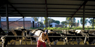 Livestock Wealth