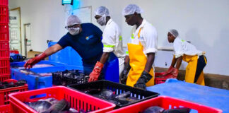 Zambia fly fishing industry booming