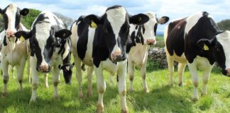 Foot-and-mouth disease