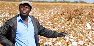 Hybrid seed leading revival of cotton farming in Zimbabwe