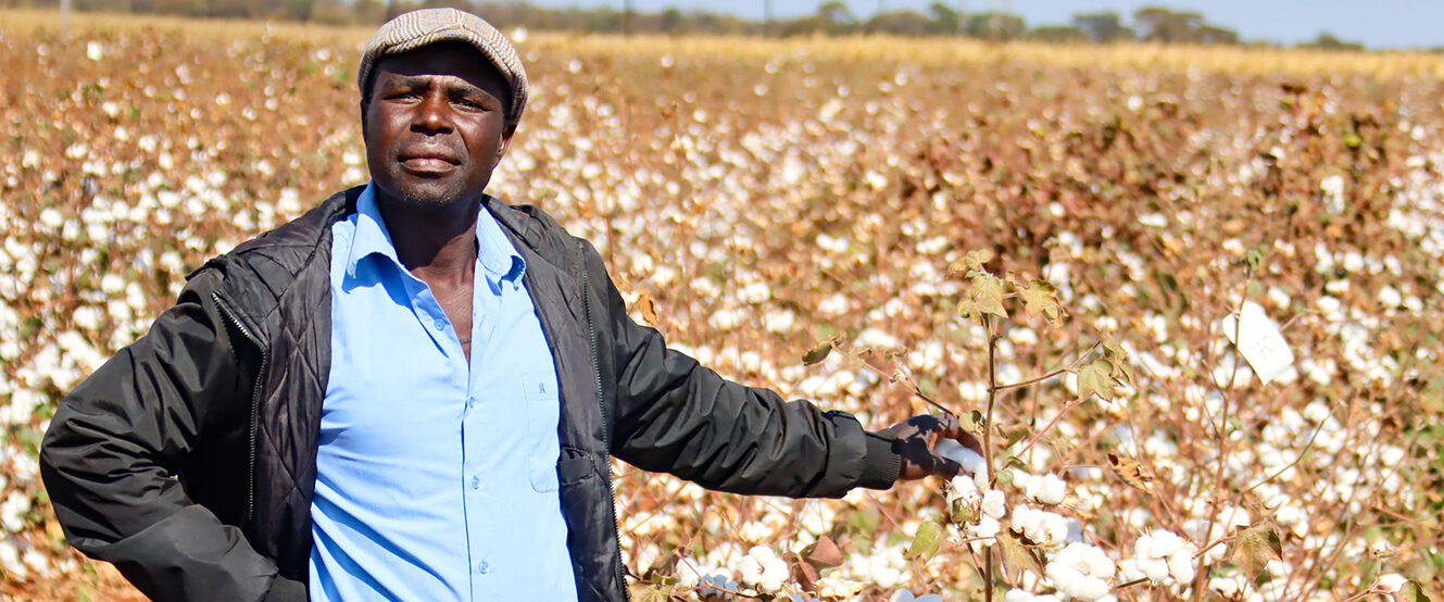 Hybrid seed leading revival of cotton farming in Zimbabwe