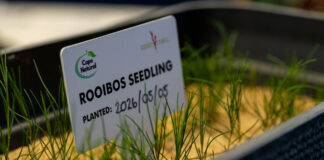 Rooibos tea plant native to Cederberg set to travel to International Space Station for research